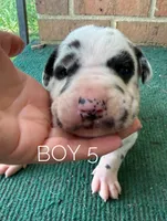 Harley, a male Great Dane for sale in Cream Ridge, NJ – 1 of 3