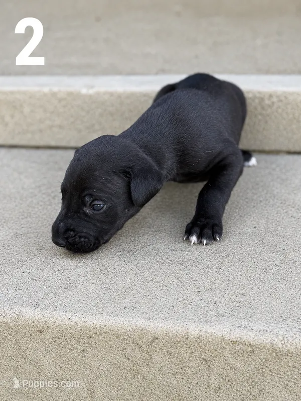 Blackjack – Great Dane puppy for sale in Cream Ridge, NJ