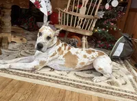 Zoey , a female Great Dane for sale in Cream Ridge, NJ – 3 of 4