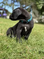Bruno , a male Great Dane for sale in Cream Ridge, NJ – 3 of 6
