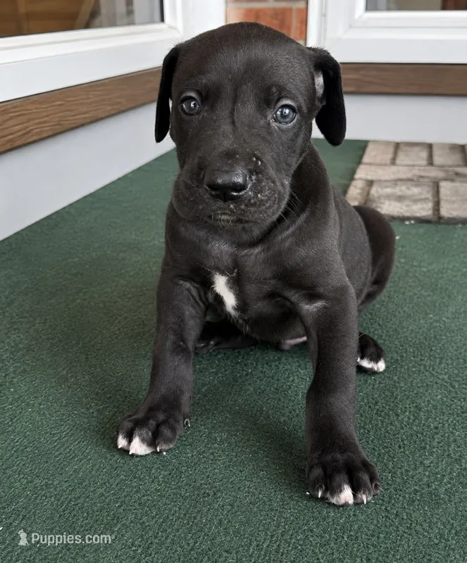 Cash – Great Dane puppy for sale in Cream Ridge, NJ