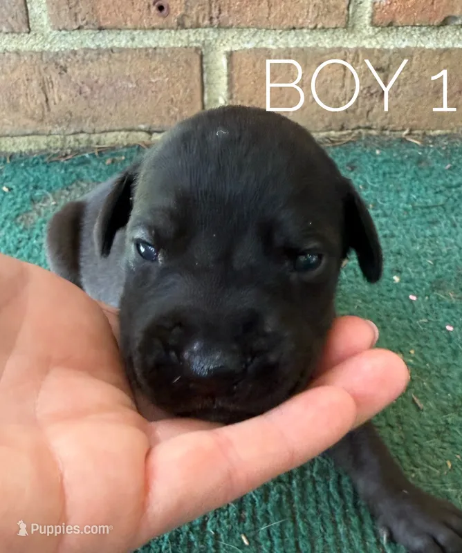 Rebel – Great Dane puppy for sale in Cream Ridge, NJ