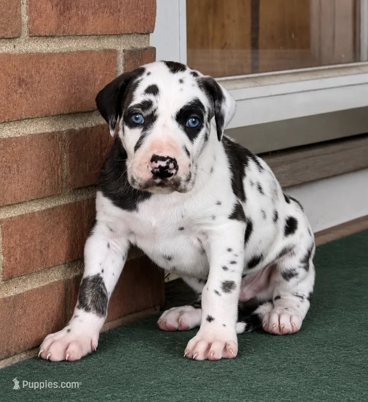 Harley – Great Dane puppy for sale in Cream Ridge, NJ