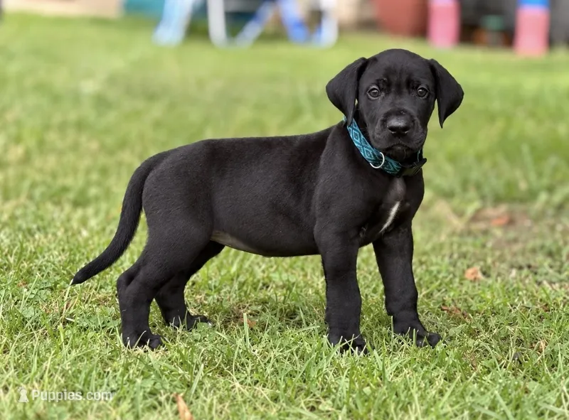 Bruno  – Great Dane puppy for sale in Cream Ridge, NJ