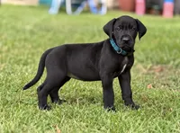 Bruno , a male Great Dane for sale in Cream Ridge, NJ – 1 of 6