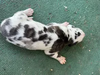 Harley, a male Great Dane for sale in Cream Ridge, NJ – 3 of 3