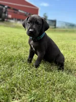 Bruno , a male Great Dane for sale in Cream Ridge, NJ – 4 of 6