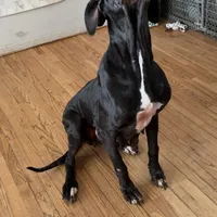 Autumn, a female Great Dane for sale in Cream Ridge, NJ – Photo 3 of 10