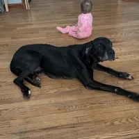 Autumn, a female Great Dane for sale in Cream Ridge, NJ – Photo 4 of 10