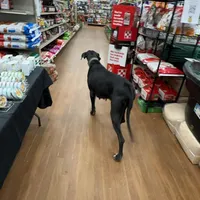 Autumn, a female Great Dane for sale in Cream Ridge, NJ – Photo 7 of 10