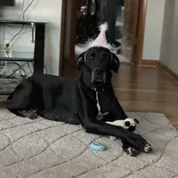 Autumn, a female Great Dane for sale in Cream Ridge, NJ – Photo 8 of 10