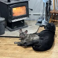 Autumn, a female Great Dane for sale in Cream Ridge, NJ – Photo 9 of 10