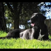 Autumn, a female Great Dane for sale in Cream Ridge, NJ – Photo 5 of 10