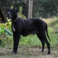 Autumn, a female Great Dane for sale in Cream Ridge, NJ – Photo 10 of 10