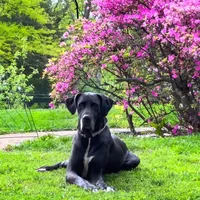 Autumn, a female Great Dane for sale in Cream Ridge, NJ – Photo 2 of 10