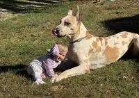 Zoey , a female Great Dane for sale in Cream Ridge, NJ – 4 of 4