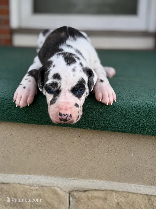 Harley – Great Dane puppy for sale in Cream Ridge, NJ