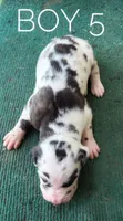 Harley, a male Great Dane for sale in Cream Ridge, NJ – 2 of 3