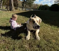 Zoey , a female Great Dane for sale in Cream Ridge, NJ – 2 of 4