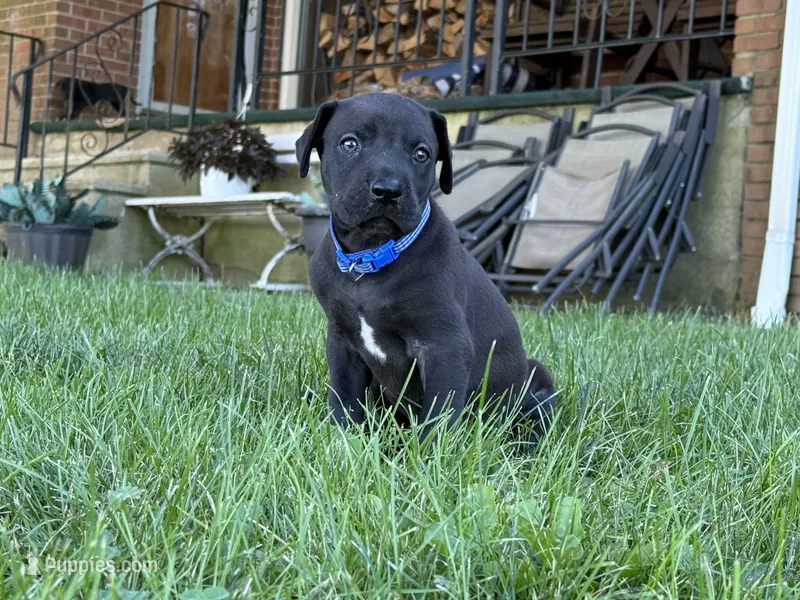 Blackjack – Great Dane puppy for sale in Cream Ridge, NJ