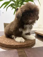 Cathy, a female Shih Tzu for sale in Queens, NY – 3 of 4
