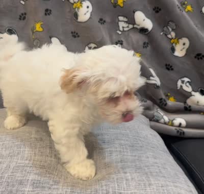 June, a female Maltipoo for sale in Queens, NY – 2 of 2