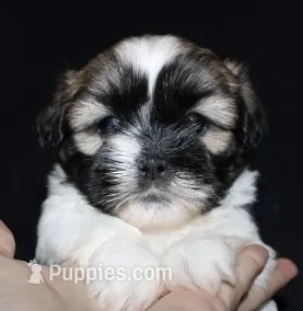 Missy – Shih Tzu puppy for sale in Queens, NY