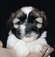 Missy, a female Shih Tzu for sale in Queens, NY – 1 of 1