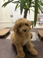 Kay, a male Poodle - Toy  for sale in Queens, NY – 3 of 4