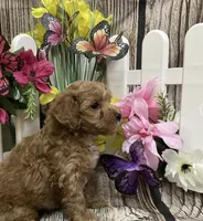 Summer, a female Poodle - Toy  for sale in Queens, NY – 2 of 4
