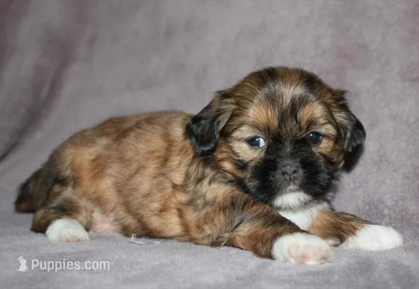 Cash – Shih Tzu puppy for sale in Queens, NY