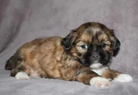 Cash, a male Shih Tzu for sale in Queens, NY – 1 of 1