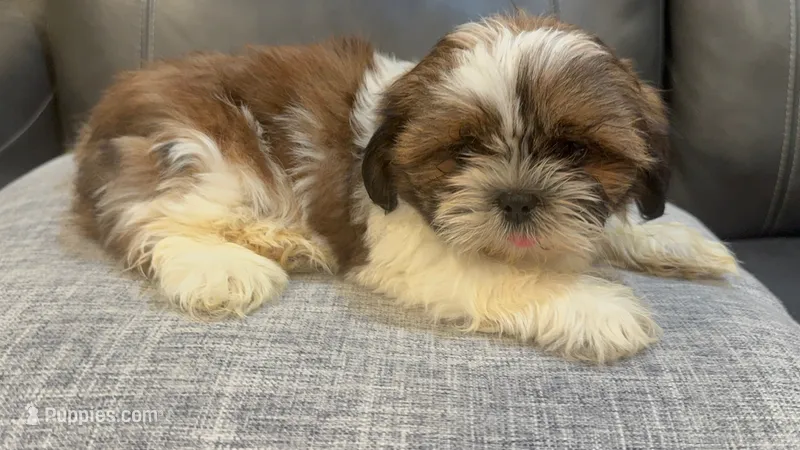 June – Shih Tzu puppy for sale in Queens, NY