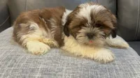 June, a female Shih Tzu for sale in Queens, NY – 1 of 3