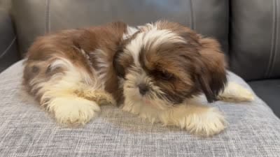 June, a female Shih Tzu for sale in Queens, NY – 3 of 3