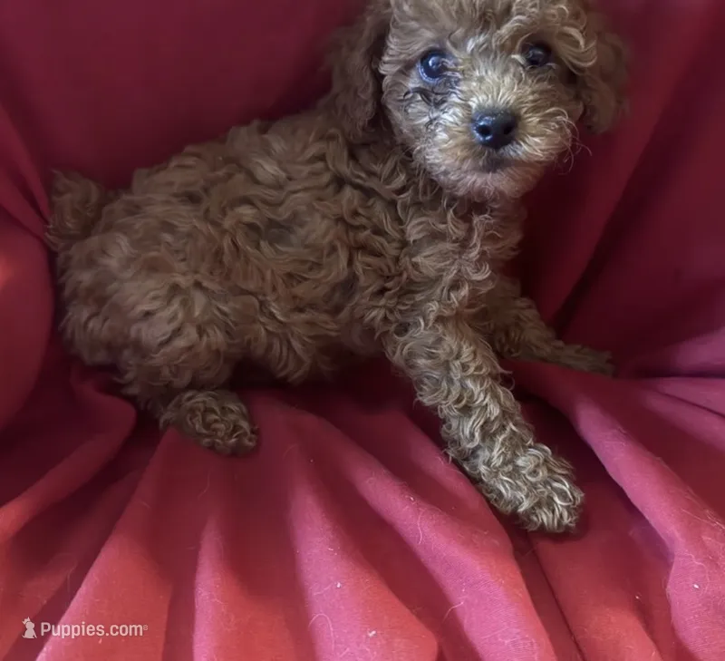 April – Poodle - Toy  puppy for sale in Queens, NY