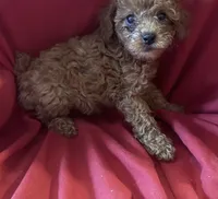 April, a female Poodle - Toy  for sale in Queens, NY – 1 of 2
