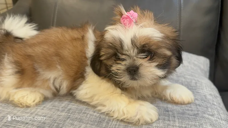 Liz – Shih Tzu puppy for sale in Queens, NY