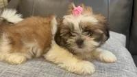 Liz, a female Shih Tzu for sale in Queens, NY – 1 of 4