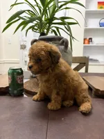 Cash, a male Poodle - Toy  for sale in Queens, NY – 2 of 4