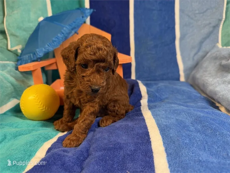 Jello – Poodle - Toy  puppy for sale in Queens, NY