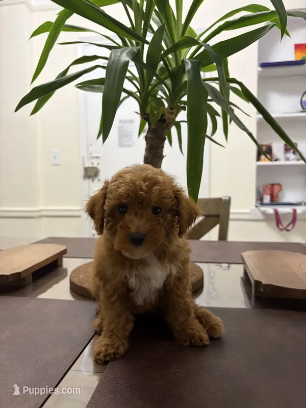 Billy – Poodle - Toy  puppy for sale in Queens, NY
