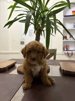 Billy, a male Poodle - Toy  for sale in Queens, NY – 1 of 4