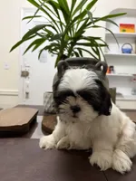 Blake, a male Shih Tzu for sale in Queens, NY – 3 of 5