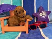 Jenny , a female Poodle - Toy  for sale in Queens, NY – 4 of 4