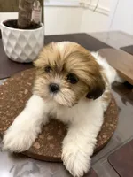 Roxie, a female Shih Tzu for sale in Queens, NY – 2 of 5