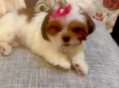 Sassy, a female Shih Tzu for sale in Queens, NY – 2 of 3