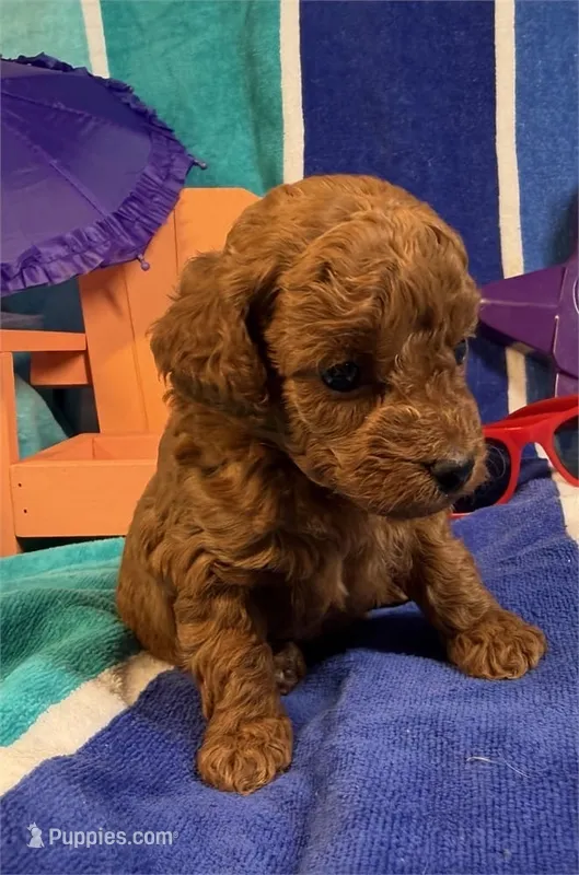 Jenny  – Poodle - Toy  puppy for sale in Queens, NY