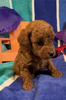 Jenny , a female Poodle - Toy  for sale in Queens, NY – 1 of 4