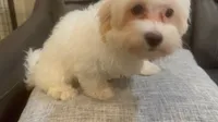 Lilly, a female Maltipoo for sale in Queens, NY – 2 of 3
